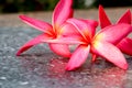 Pink plumeria background 502