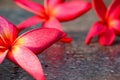 Pink plumeria background 505