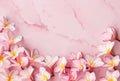 Pink plumeria background Royalty Free Stock Photo