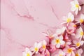 Pink plumeria background Royalty Free Stock Photo