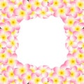 Pink Plumeria Border, Frangipani isolated on White Background. Vector Illustration.