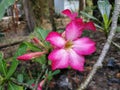 Pink Plumeria Flower. Beautiful plumeria flower, The water dropl