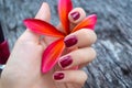 Pink plumeria flower in female hand with beautiful manicure