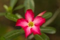 Pink Plumeria Flower ,Plumeria flowers in the garden