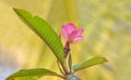 Pink Plumeria flower