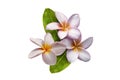 Pink plumeria flower, frangipani or plumeria , tropical flowers isolated on white background Royalty Free Stock Photo