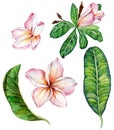 Pink plumeria flower with leaves. Floral set. Isolated on white background. Watercolor painting.
