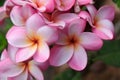 Pink plumeria flowers