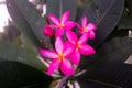 Pink plumeria flowers bloom in a park Royalty Free Stock Photo