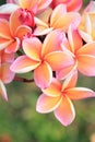 Pink plumeria flowers