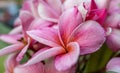 Pink Plumeria flowers Royalty Free Stock Photo