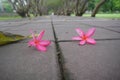 Pink plumeria flowers on the concrete floor Royalty Free Stock Photo