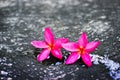 Pink plumeria flowers Fell on the cement floor Royalty Free Stock Photo