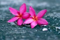 Pink plumeria flowers Fell on the cement floor Royalty Free Stock Photo