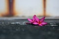 Pink plumeria flowers Fell on the cement floor Royalty Free Stock Photo