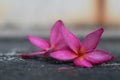 Pink plumeria flowers Fell on the cement floor Royalty Free Stock Photo