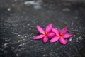 Pink plumeria flowers Fell on the cement floor Royalty Free Stock Photo