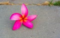 Pink  plumeria  flowers  on the  floor Royalty Free Stock Photo