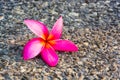 Pink  plumeria  flowers  on the  floor Royalty Free Stock Photo