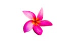 Pink  plumeria  flowers  on the  floor Royalty Free Stock Photo