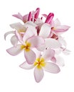 Pink Plumeria flowers Frangipani, Fragrant pink flower blooming on branch, isolated on white background, with clipping path Royalty Free Stock Photo