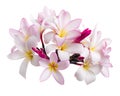 Pink Plumeria flowers Frangipani, Fragrant pink flower blooming on branch, isolated on white background, with clipping path Royalty Free Stock Photo