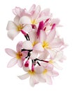 Pink Plumeria flowers Frangipani, Fragrant pink flower blooming on branch, isolated on white background, with clipping path Royalty Free Stock Photo