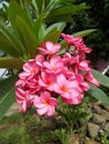 Pink Plumeria Flowers, frangipani Royalty Free Stock Photo