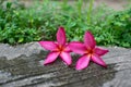 Pink plumeria flowers Full bloom we Royalty Free Stock Photo