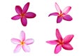 Pink plumeria flowers Fully bloom On a white background Royalty Free Stock Photo