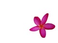 Pink plumeria flowers Fully bloom On a white background Royalty Free Stock Photo