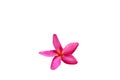 Pink plumeria flowers Fully bloom On a white background Royalty Free Stock Photo