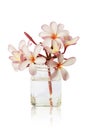 Pink Plumeria Flowers in Glass Vase Isolated on White Background Royalty Free Stock Photo