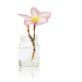 Pink Plumeria Flowers in Glass Vase Isolated on White Background Royalty Free Stock Photo