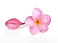 Pink plumeria flowers isolated on white background. Royalty Free Stock Photo