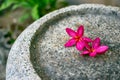 Pink plumeria flowers On the marble floor Royalty Free Stock Photo