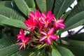 Pink plumeria flowers under the bright sunshine