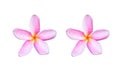 Pink plumeria flowers On 2 white backgrounds Royalty Free Stock Photo