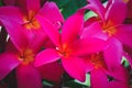 Pink plumeria Frangipani flowers in botanical garden, Kauai, Hawaii, USA