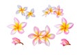 Pink plumeria or frangipani flowers isolated on white background Royalty Free Stock Photo