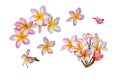 Pink plumeria or frangipani flowers isolated on white background Royalty Free Stock Photo