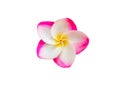 Pink plumeria frangipani tropical flowers isolated on the white background with clipping path Royalty Free Stock Photo