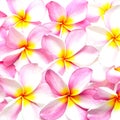 Pink Plumeria