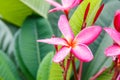 Pink plumeria on the plumeria tree