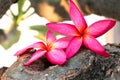 Pink plumeria view background