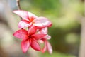 Pink plumerias flowers on the left side of picture