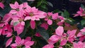 Pink poinsettia with bright petals and green leaves, a seasonal floral beauty