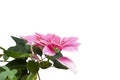 Pink Poinsettia or Euphorbia pulcherrima Wild with rain drops isolated on white background.