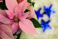 Pink poinsettia flower...