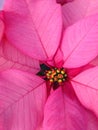 pink poinsettia